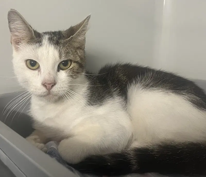 Fundkater Tierheim Schleswig