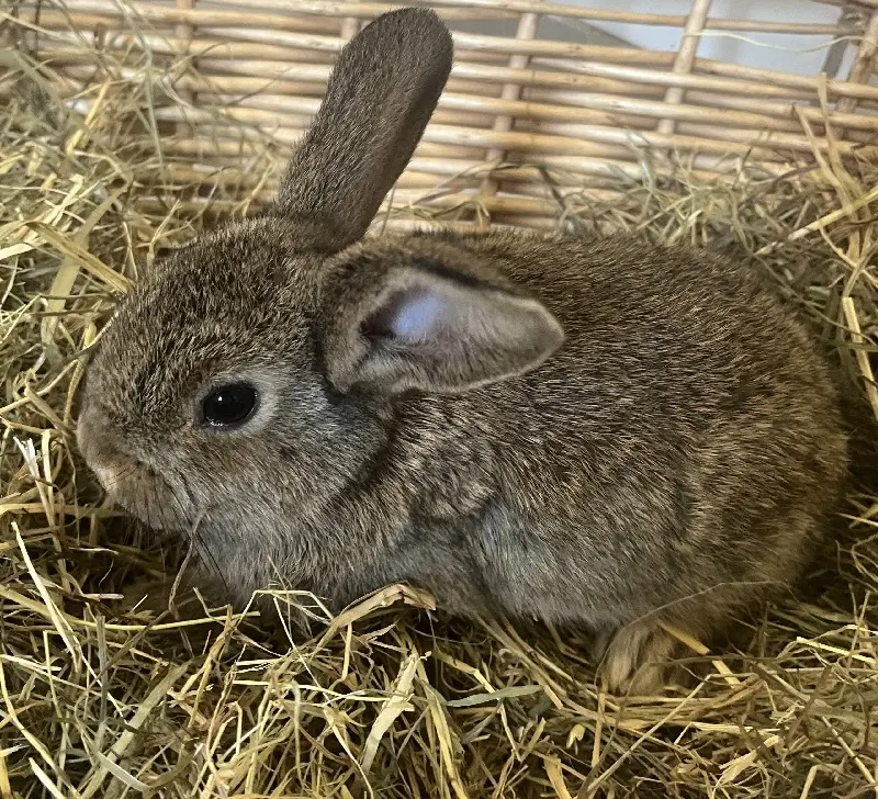 Kaninchen Maxi Tierheim Schleswig