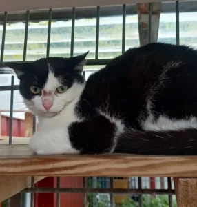 Kater Milo Tierheim Schleswig