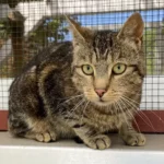 Katze Narnia Tierheim Schleswig