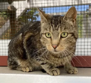 Katze Narnia Tierheim Schleswig