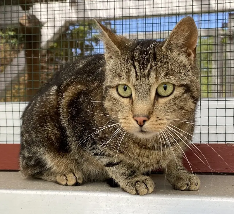 Katze Narnia Tierheim Schleswig