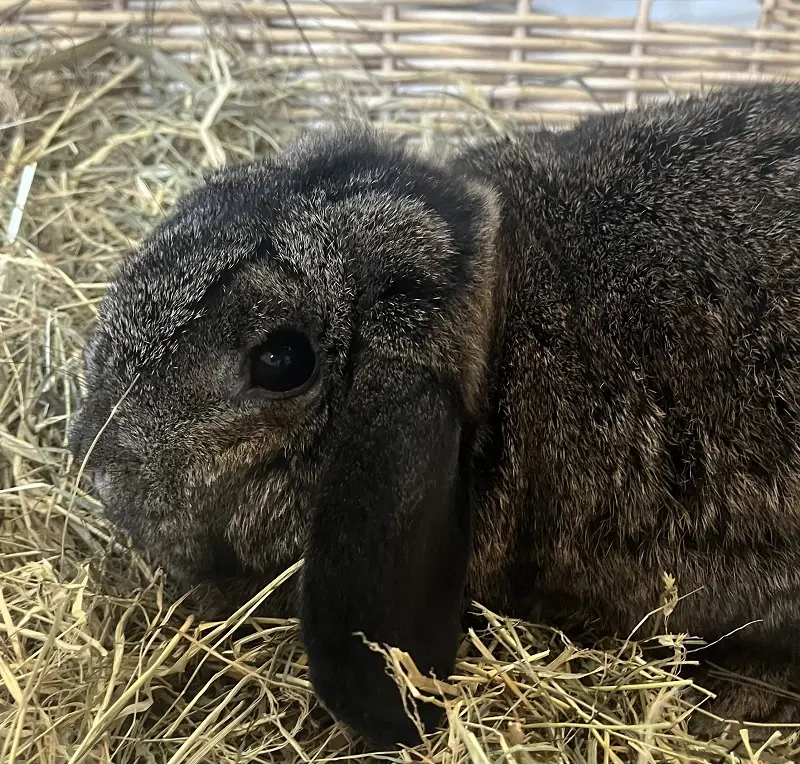 Kaninchen Coco Tierheim Schleswig