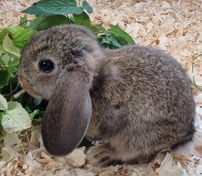 Kaninchen Ella Tierheim Schleswig