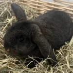 Kaninchen Fibi Tierheim Schleswig
