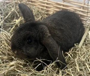 Kaninchen Fibi Tierheim Schleswig