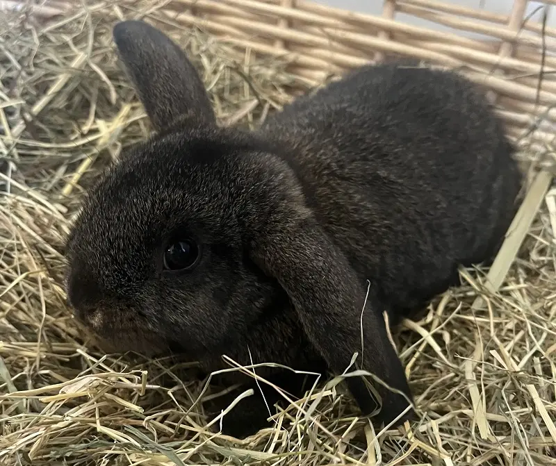 Kaninchen Fibi Tierheim Schleswig