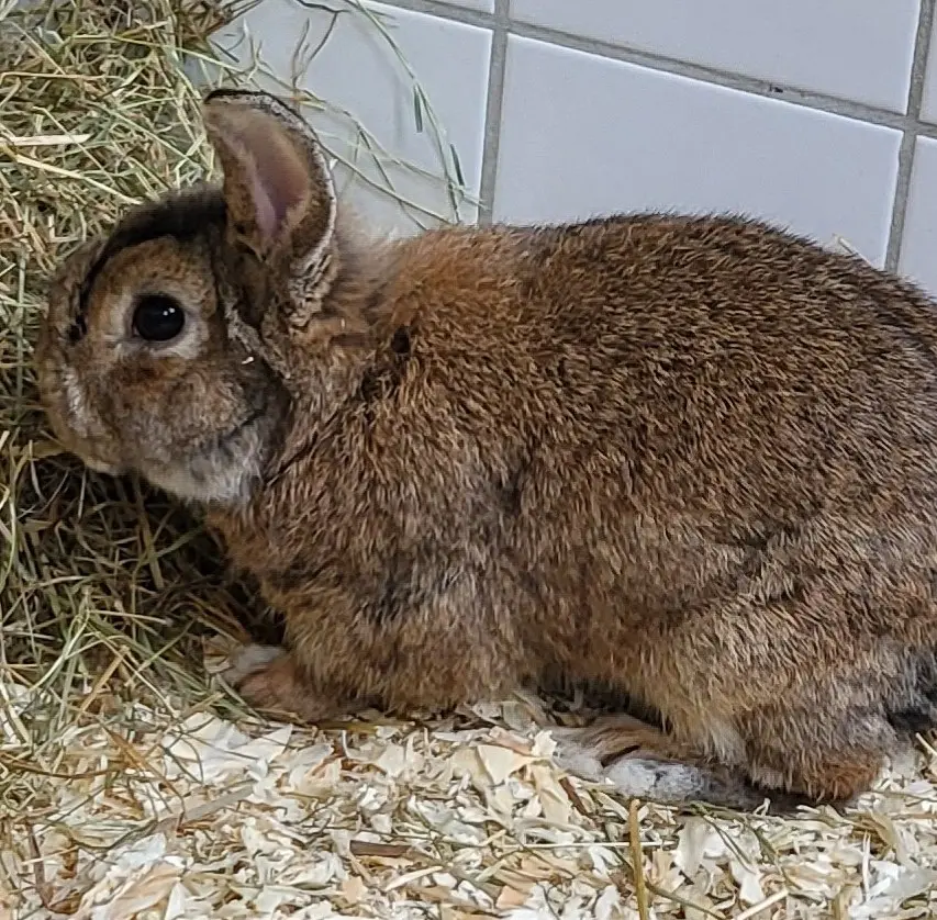 Kaninchen Floppy von Hopp Tierheim Schleswig