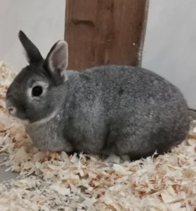Kaninchen Helmut Tierheim Schleswig