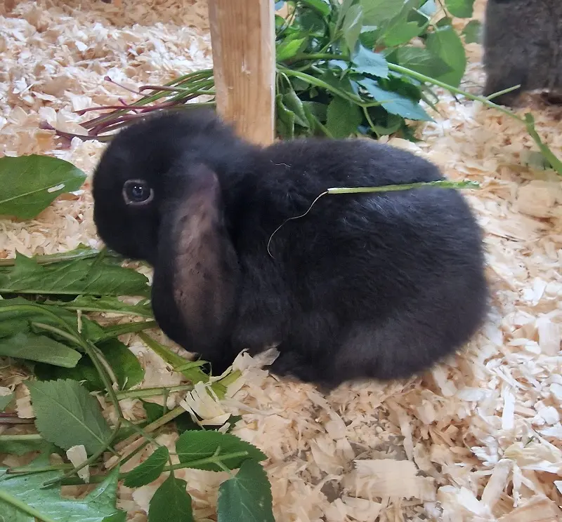 Kaninchen Herr von Flausch Tierheim Schleswig