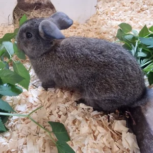 Kaninchen Hilde Tierheim Schleswig