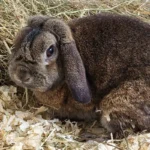 Kaninchen Hubert Tierheim Schleswig