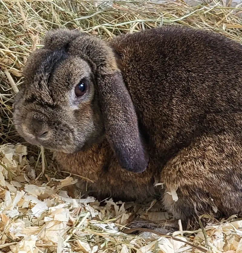 Kaninchen Hubert Tierheim Schleswig
