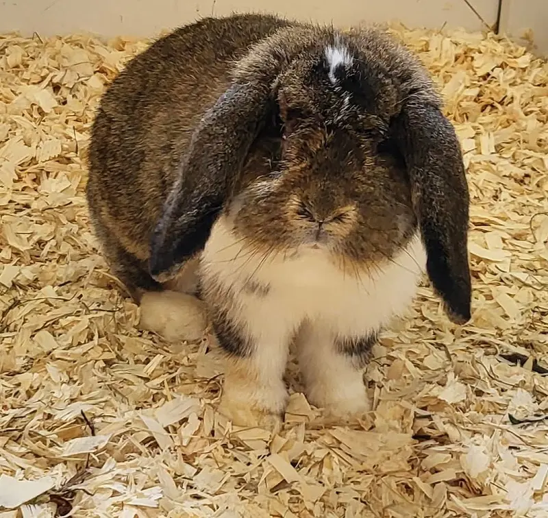 Kaninchen Lilly Tierheim Schleswig