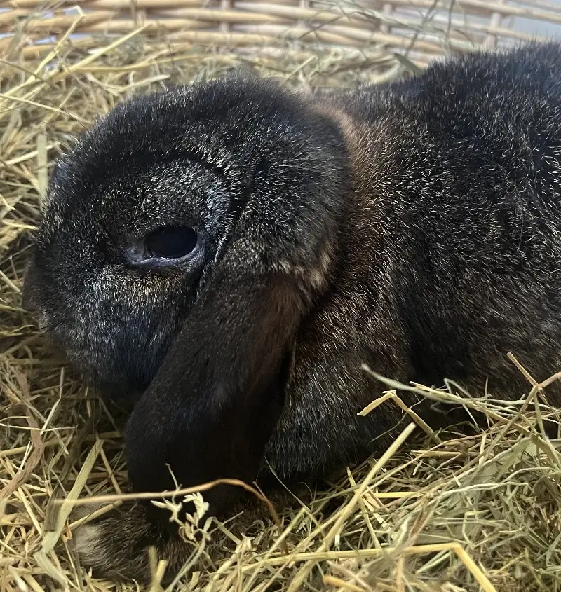 Kaninchen Mia Tierheim Schleswig