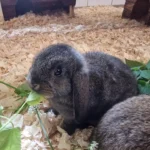 Kaninchen Nelly Tierheim Schleswig
