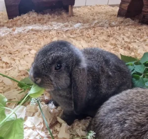 Kaninchen Nelly Tierheim Schleswig