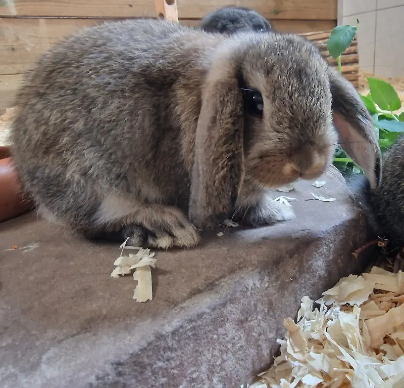 Kaninchen Ove Tierheim Schleswig