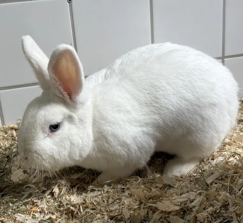 Kaninchen Theodor Tierheim Schleswig