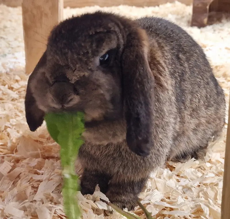 Kaninchen Toni Tierheim Schleswig