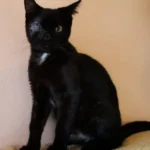 Kater Benji Tierheim Schleswig