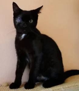 Kater Benji Tierheim Schleswig