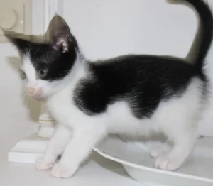 Kitten Isa Tierheim Schleswig