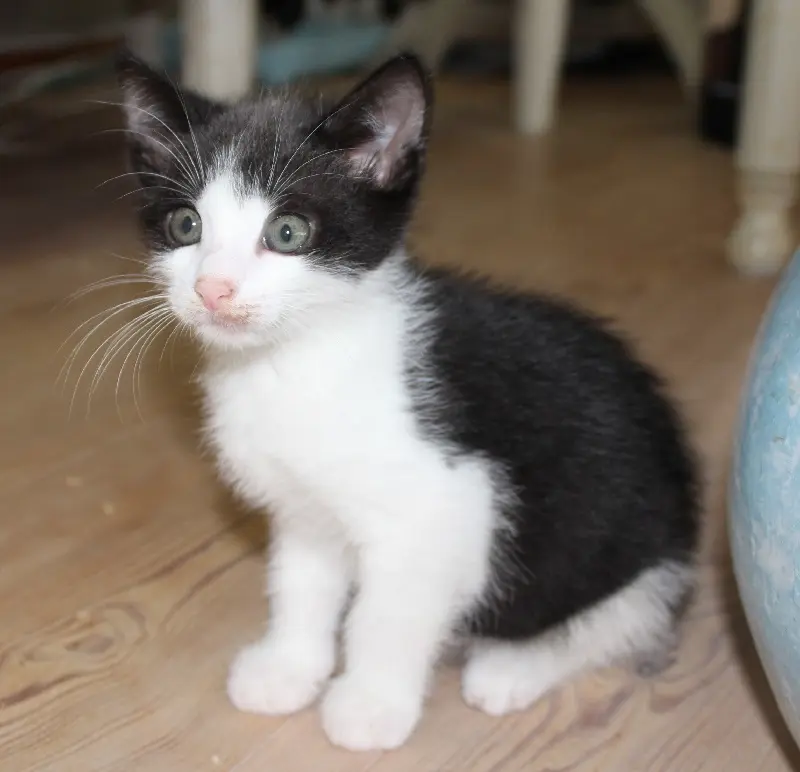 Kitten Karl Tierheim Schleswig