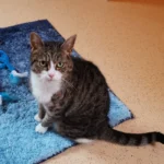 Kater Casimir Tierheim Schleswig