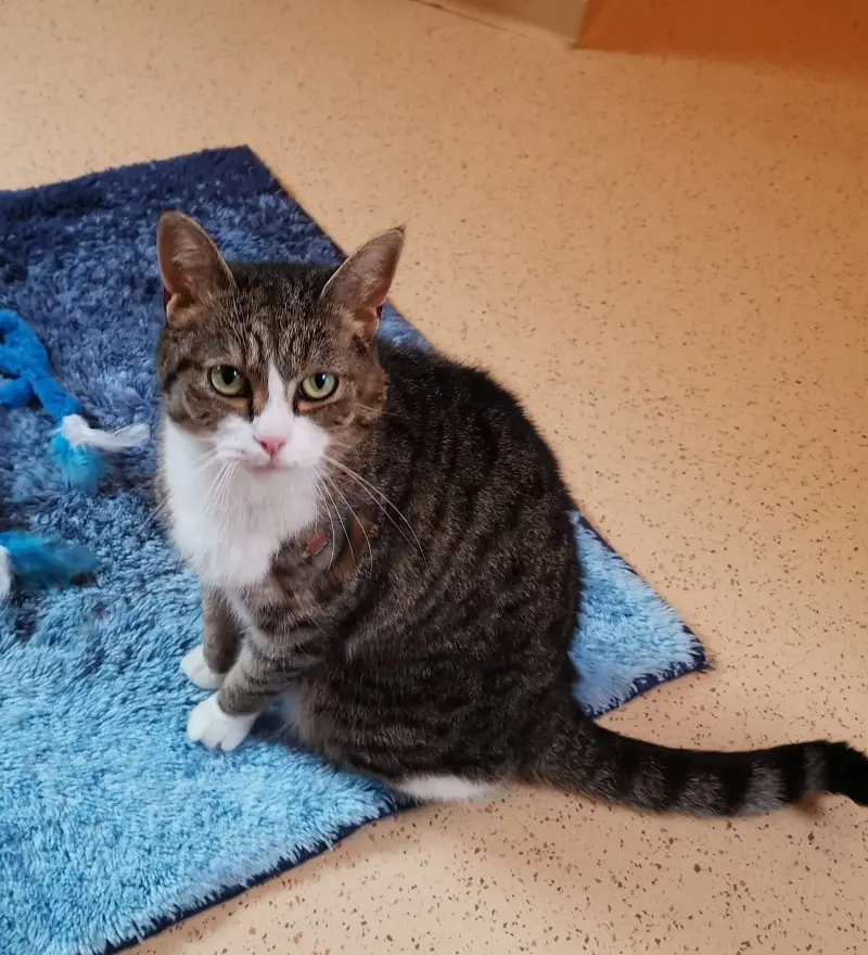 Kater Casimir Tierheim Schleswig