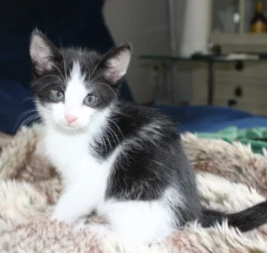 Kitten Lena Tierheim Schleswig