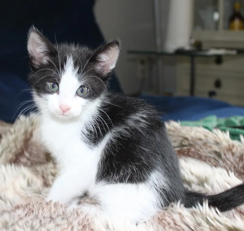 Kitten Lena Tierheim Schleswig