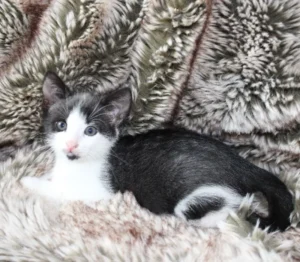 Kitten Lisa TIerheim Schleswig