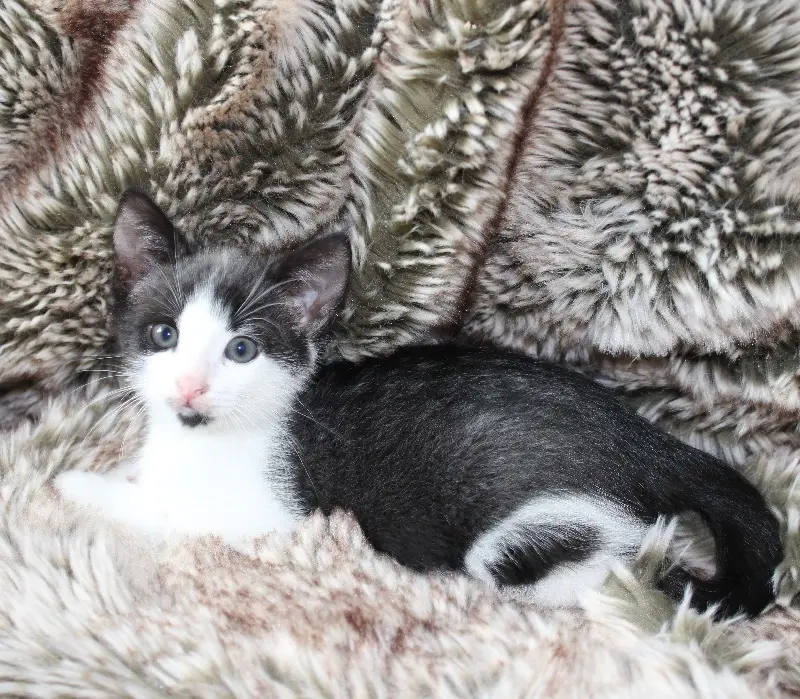 Kitten Lisa TIerheim Schleswig