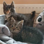 Kitten Noah und Nora Tierheim Schleswig