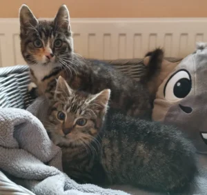Kitten Noah und Nora Tierheim Schleswig