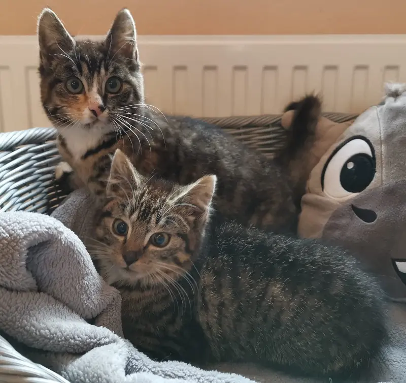 Kitten Noah und Nora Tierheim Schleswig