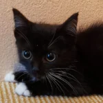 Kitteen Zoey Tierheim Schleswig