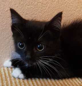 Kitteen Zoey Tierheim Schleswig