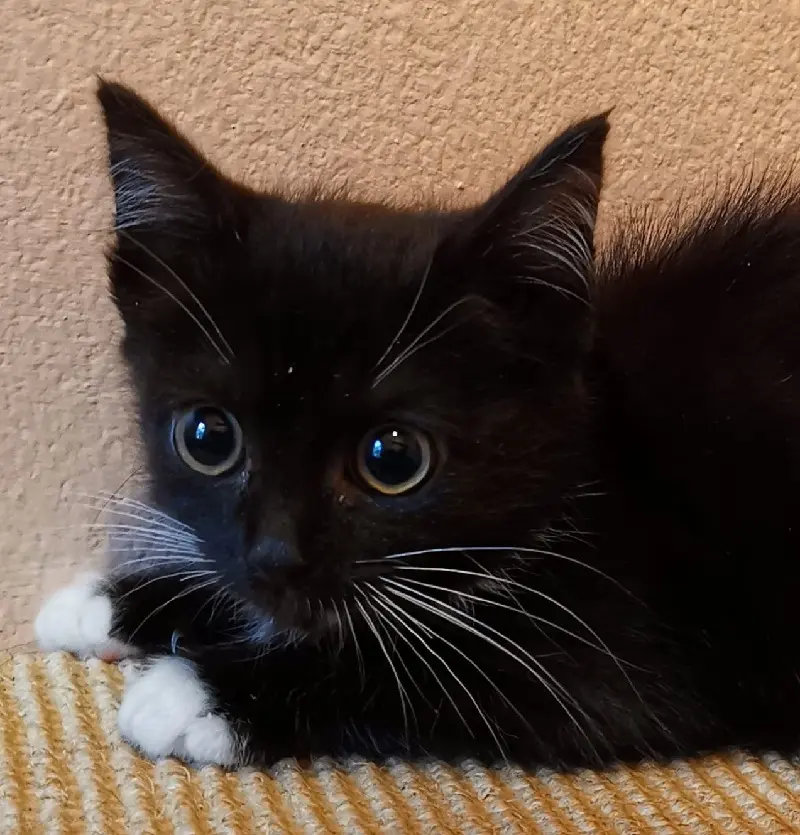 Kitteen Zoey Tierheim Schleswig