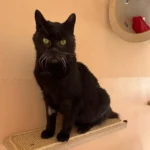 Kater Flori Tierheim Schleswig