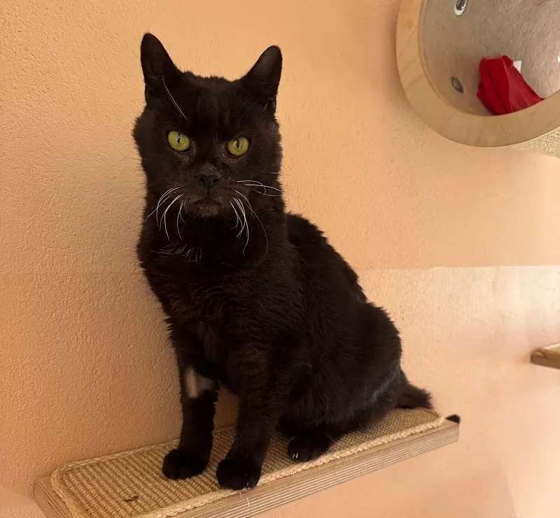 Kater Flori Tierheim Schleswig