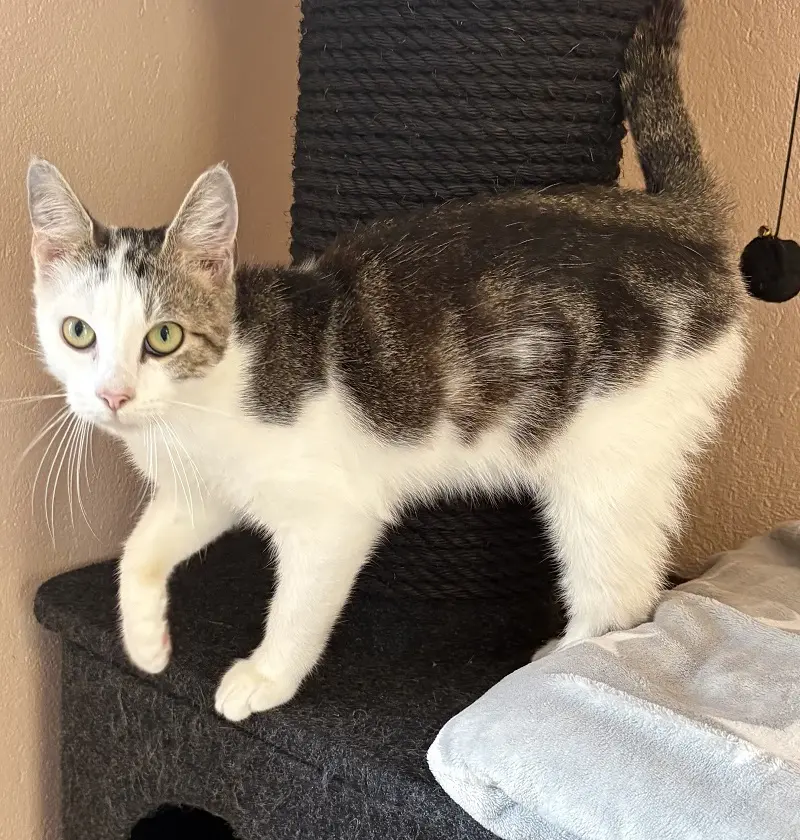 Kater Silas Tierheim Schleswig