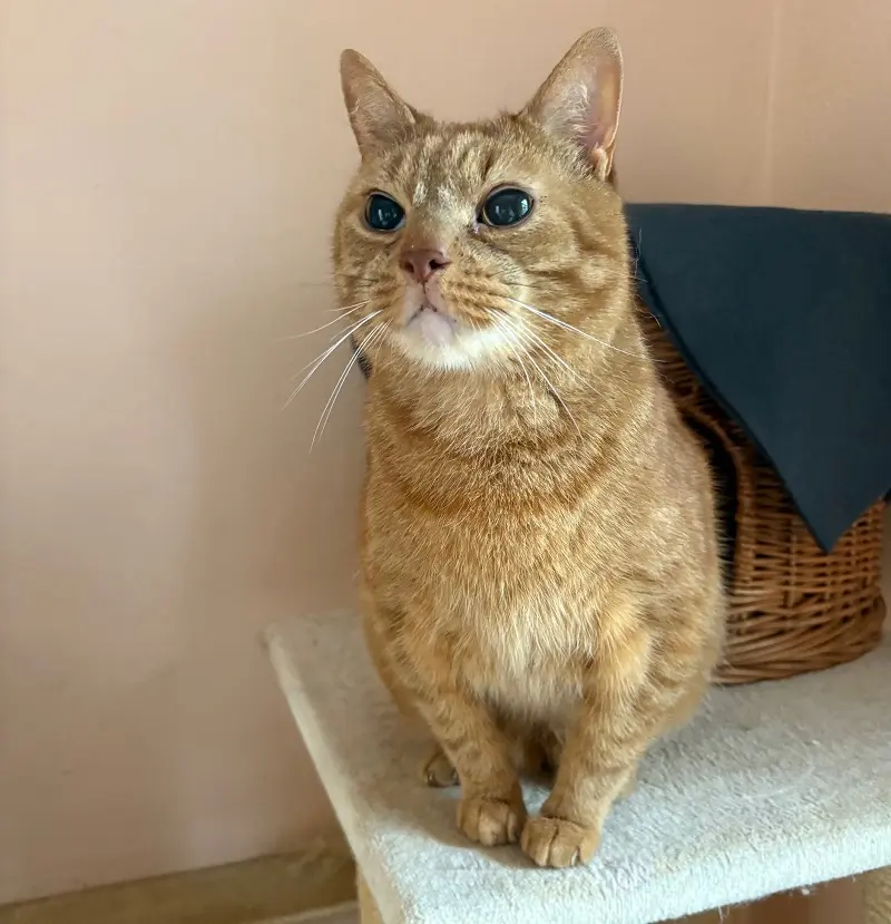 Kater Diego Tierheim Schleswig