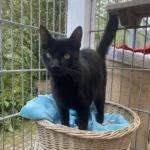 Kater Elias Tierheim Schleswig