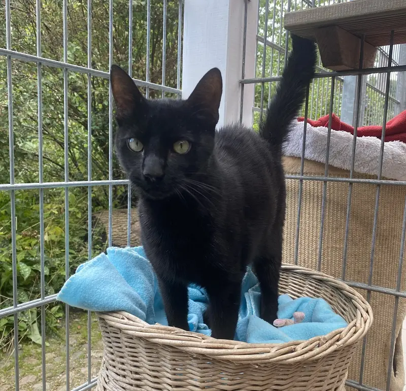 Kater Elias Tierheim Schleswig