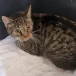 Fundkater Kropp Tierheim Schleswig