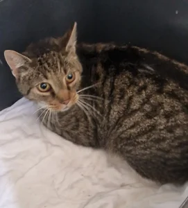 Fundkater Kropp Tierheim Schleswig