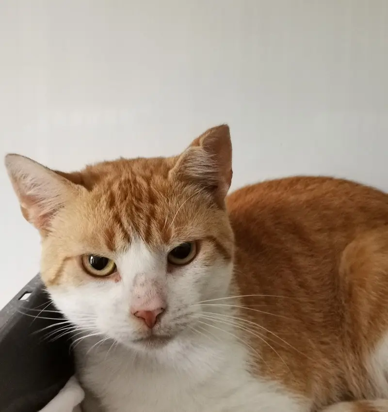 Fundkater Treia Tierheim Schleswig