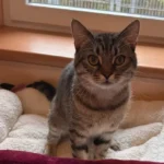 Kater Keks Tierheim Schleswig